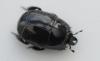 Hister quadrimaculatus